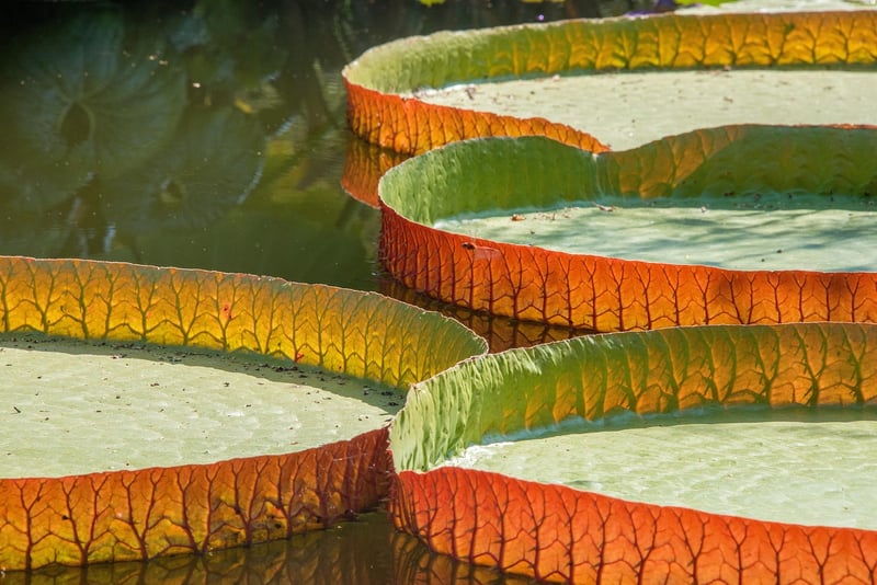 Lotus flower on water